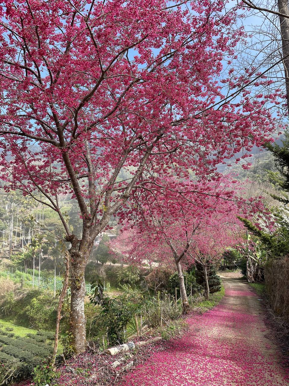 嘉義梅山_崧園茶葉露營區_嘉義露營區Songyuan_Camping_18