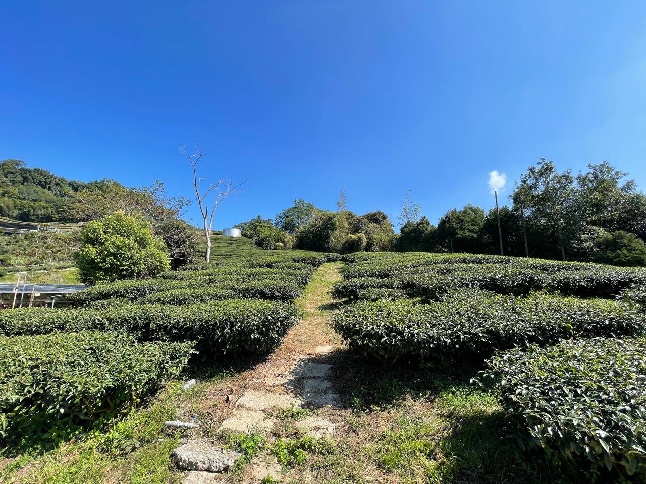 嘉義梅山_崧園茶葉露營區_嘉義露營區Songyuan_Camping_20