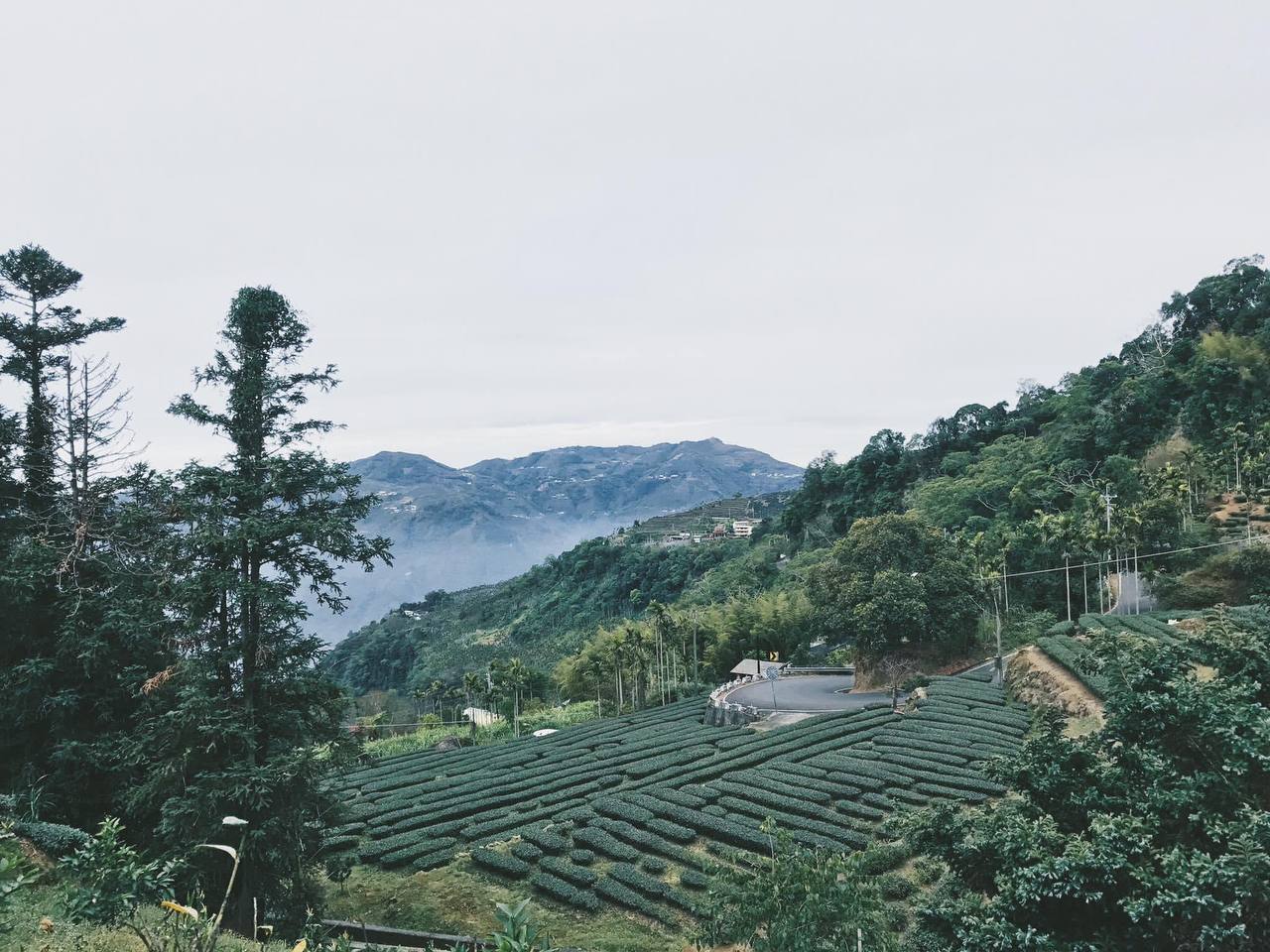 嘉義梅山_崧園茶葉露營區_嘉義露營區Songyuan_Camping_38